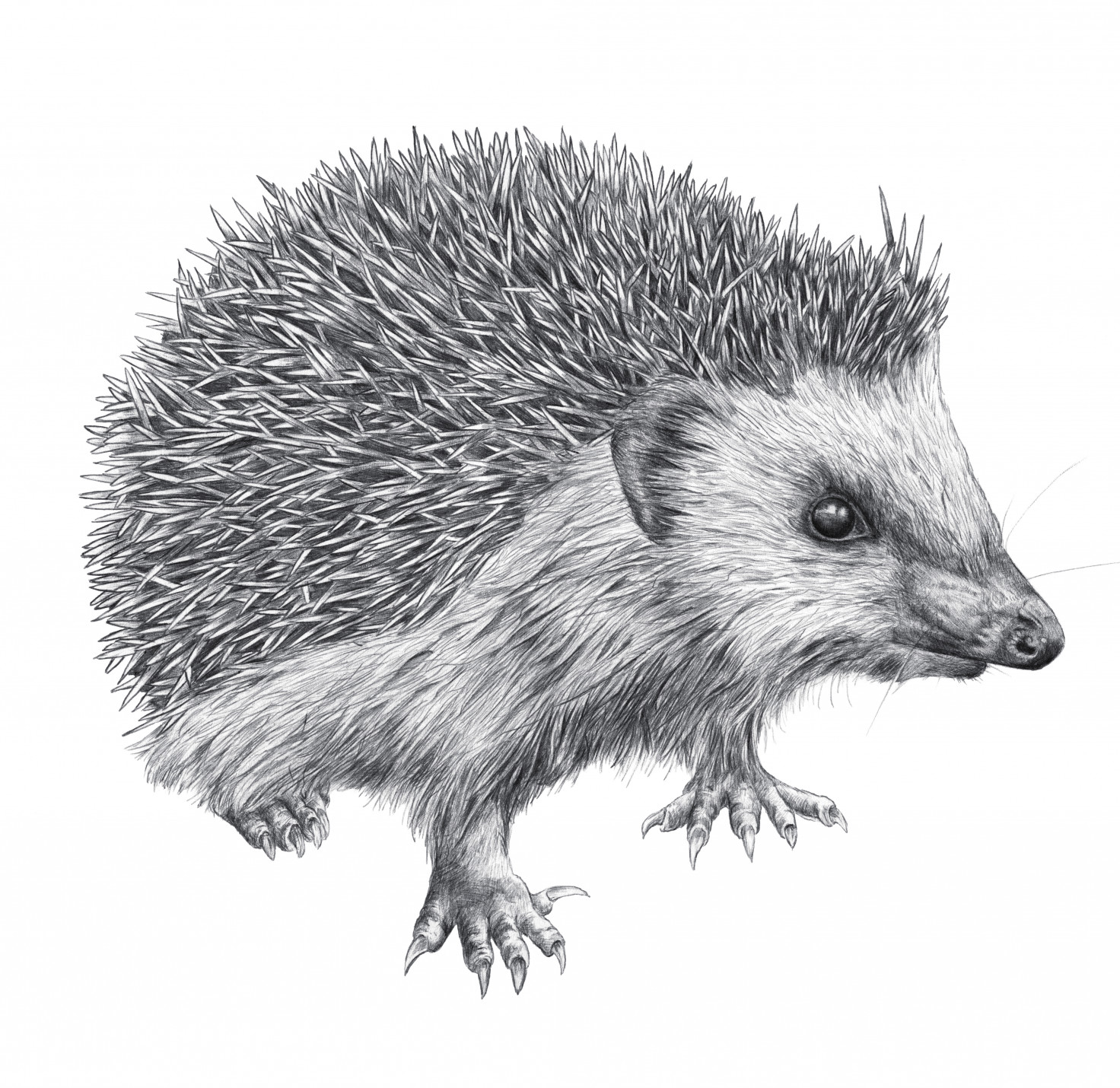 Igel Steckbrief Deutsche Wildtier Stiftung