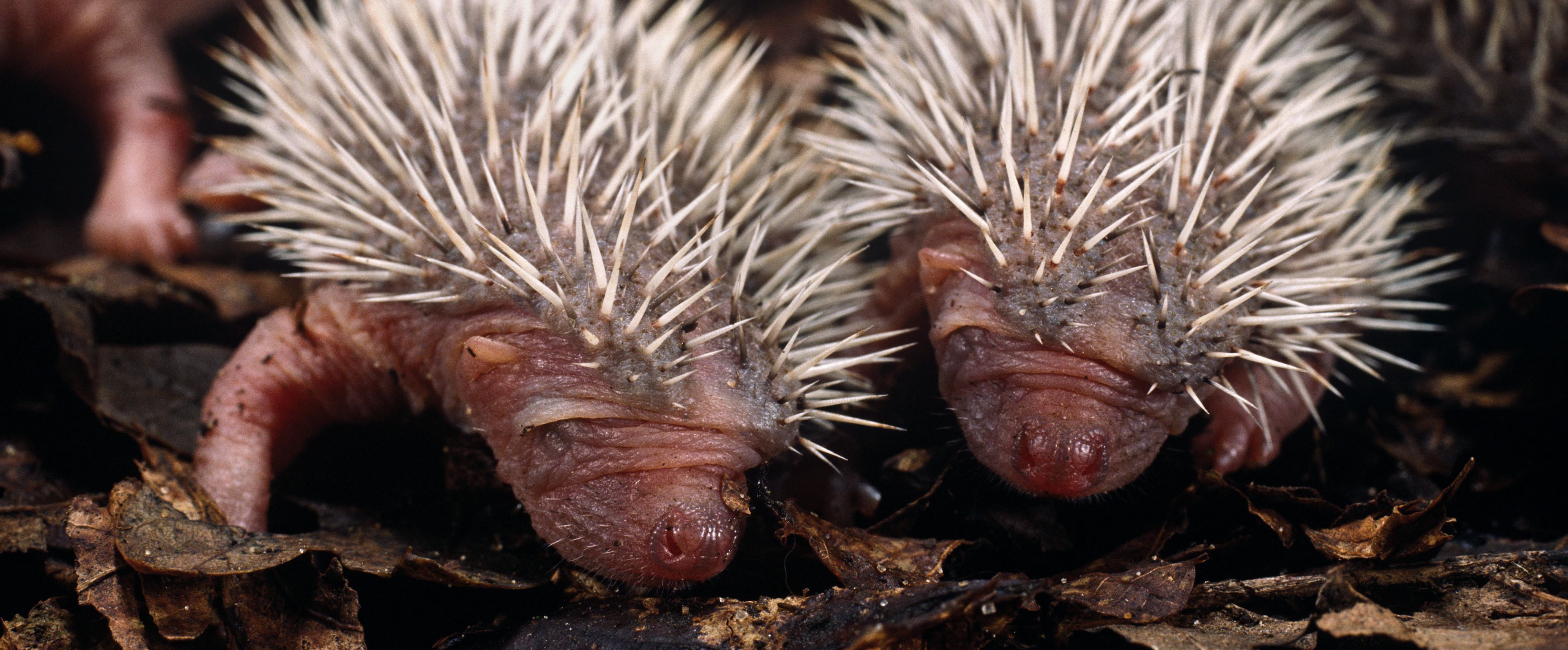 Igel Steckbrief | Deutsche Wildtier Stiftung