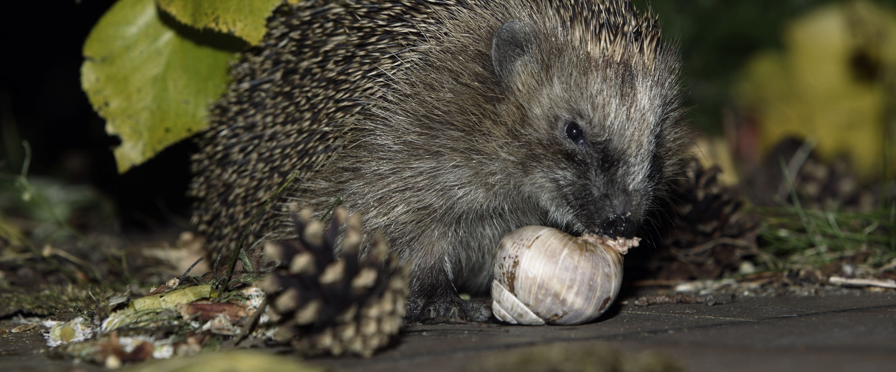 Igel Steckbrief | Deutsche Wildtier Stiftung