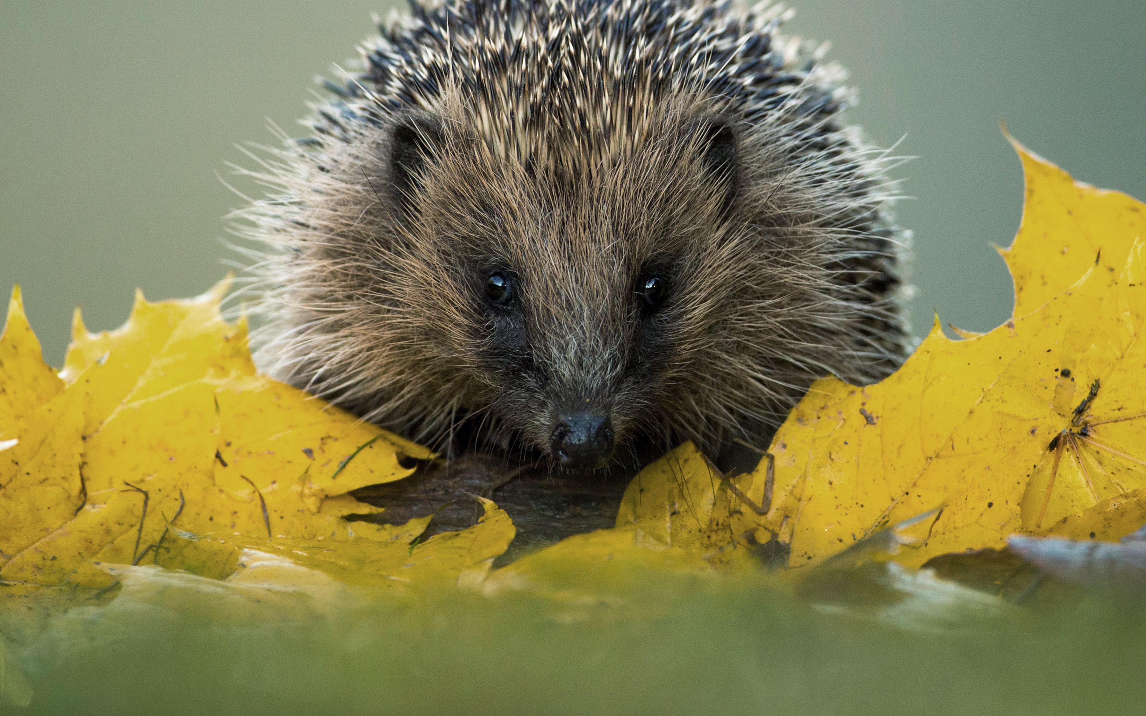 Igel Steckbrief | Deutsche Wildtier Stiftung