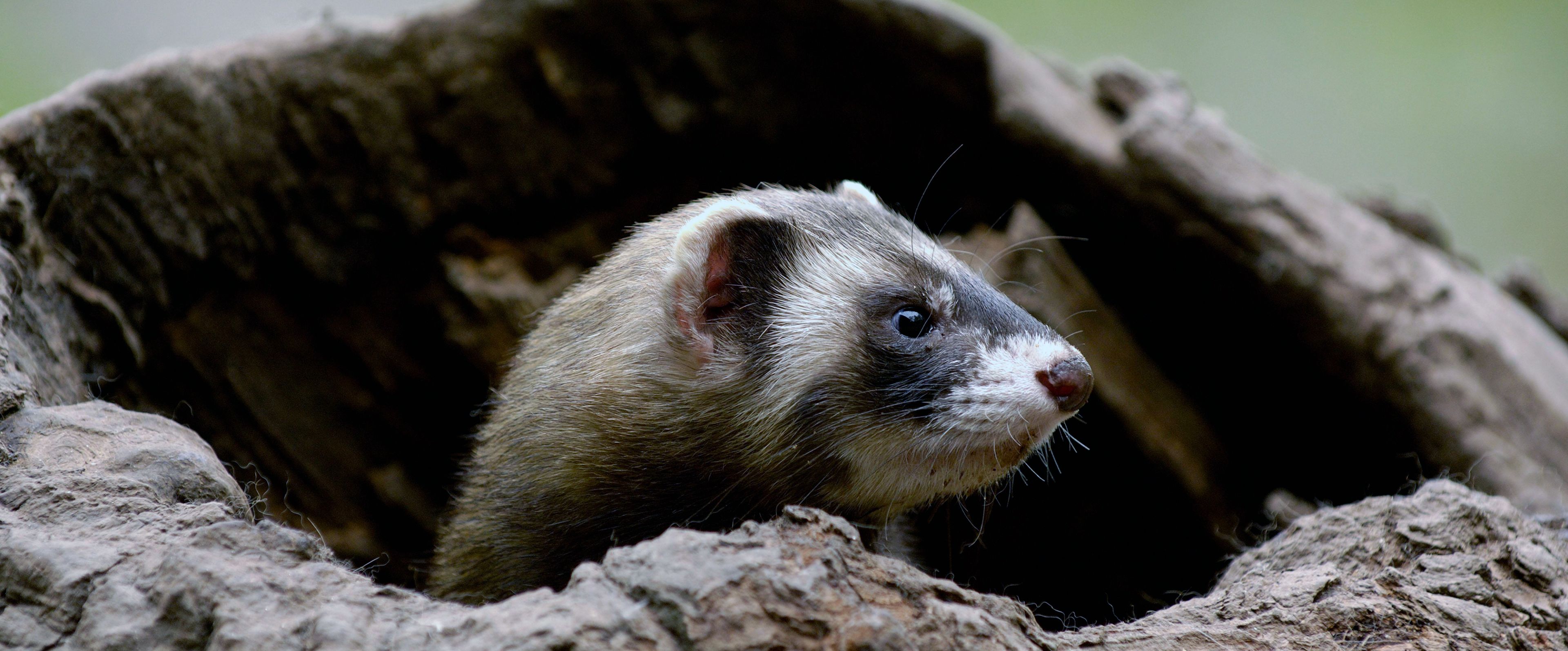 Waldiltis Deutsche Wildtier Stiftung