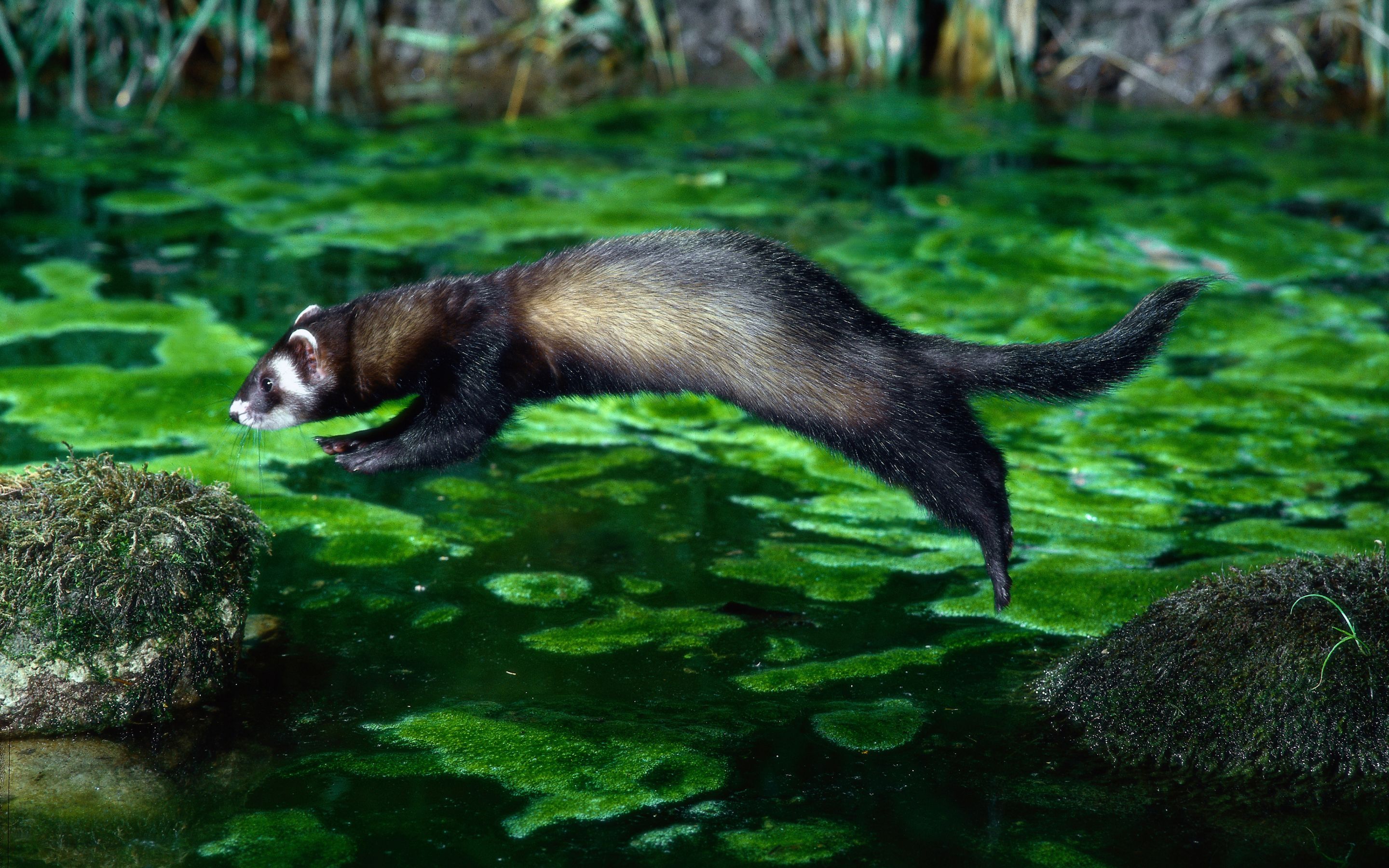 Waldiltis Deutsche Wildtier Stiftung