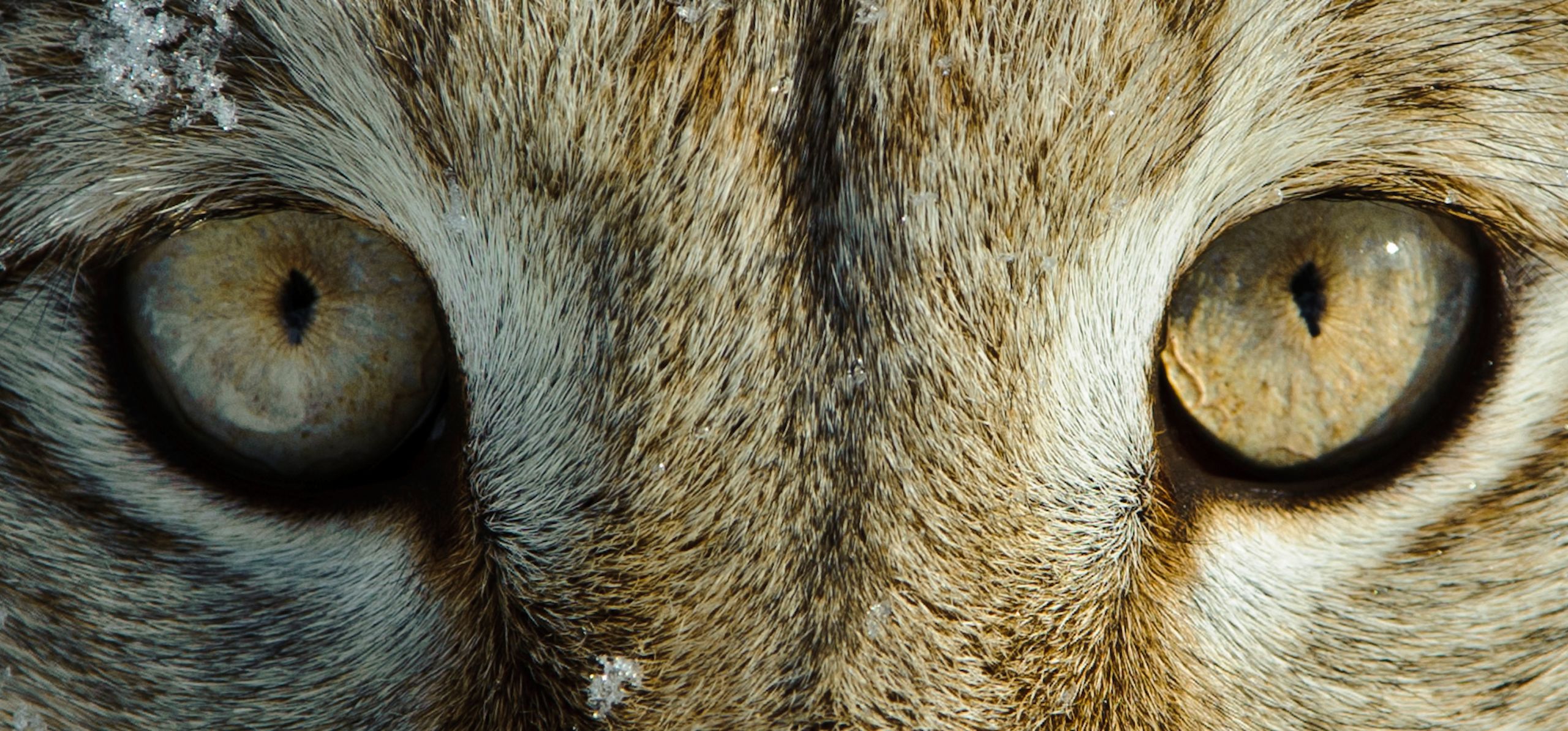 Steckbrief Luchs | Deutsche Wildtier Stiftung