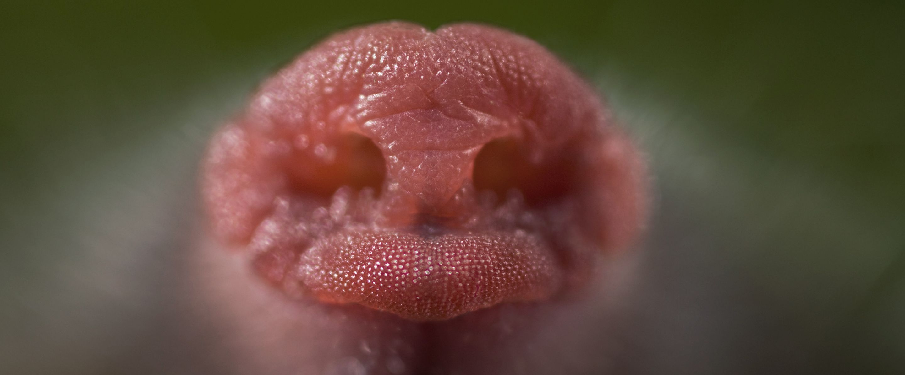 Was Heißt Virgin Auf Deutsch www.deutschewildtierstiftung.de