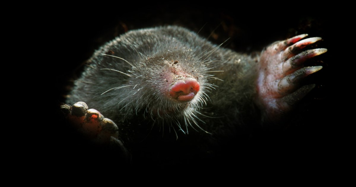 www.deutschewildtierstiftung.de