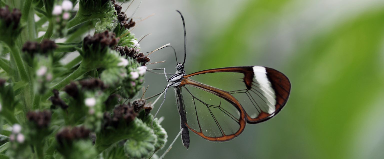Steckbrief Schmetterling | Deutsche Wildtier Stiftung