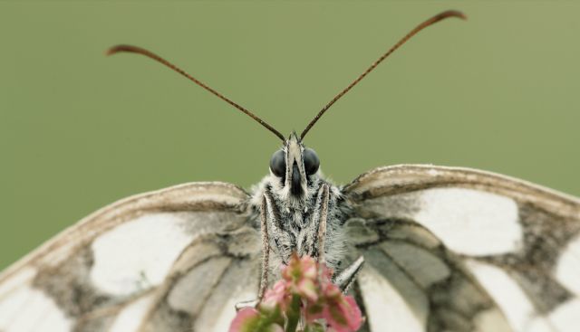 Steckbrief Schmetterling | Deutsche Wildtier Stiftung