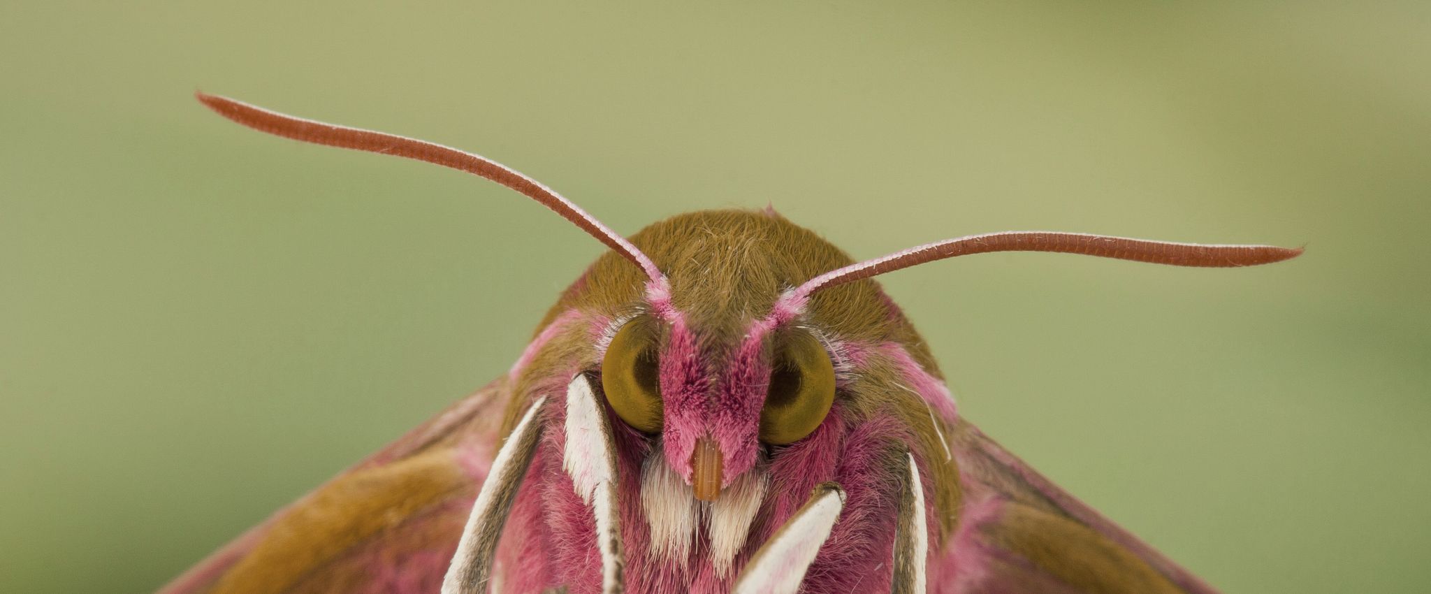 Steckbrief Schmetterling | Deutsche Wildtier Stiftung