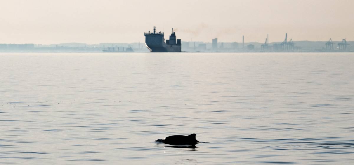 Schweinswal mit Schiff im Hintergrund
Copyright, Heloise Hamel (SDU/ITAW-TiHo)