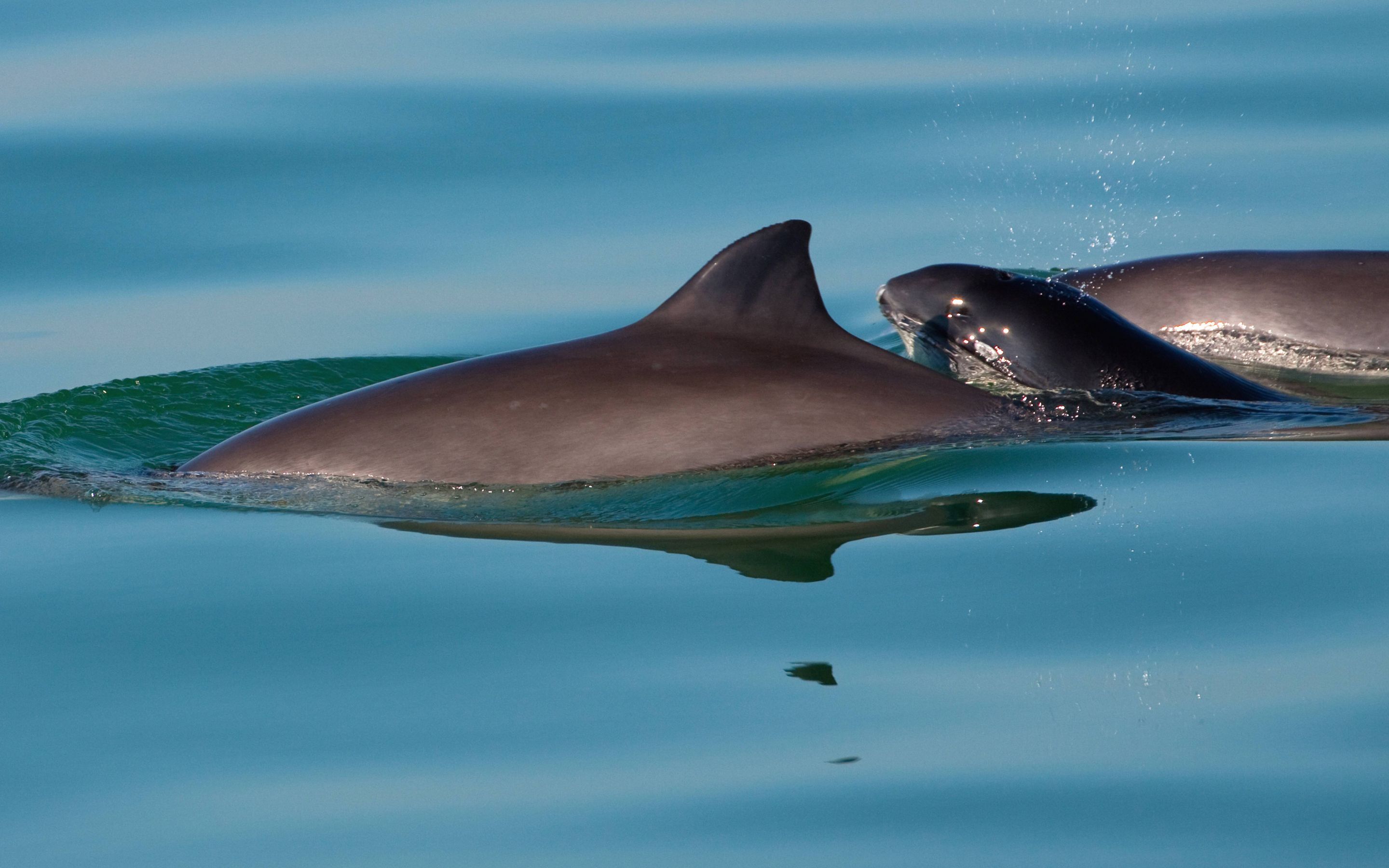 Schweinswal Deutsche Wildtier Stiftung