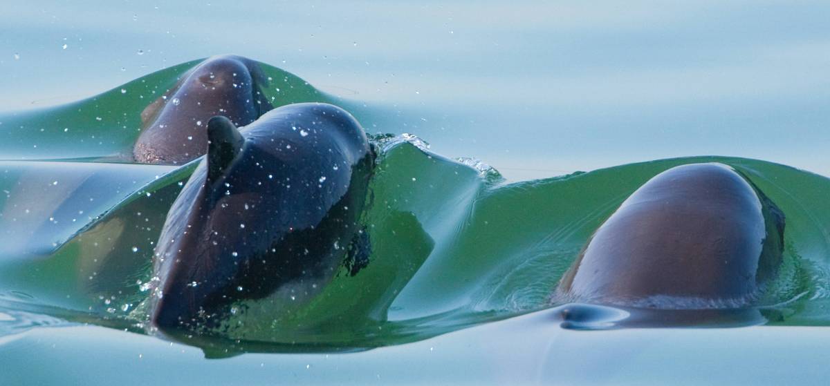 Schweinswale mit Jungtier,
© imageBROKER.com / Willi Rolfes