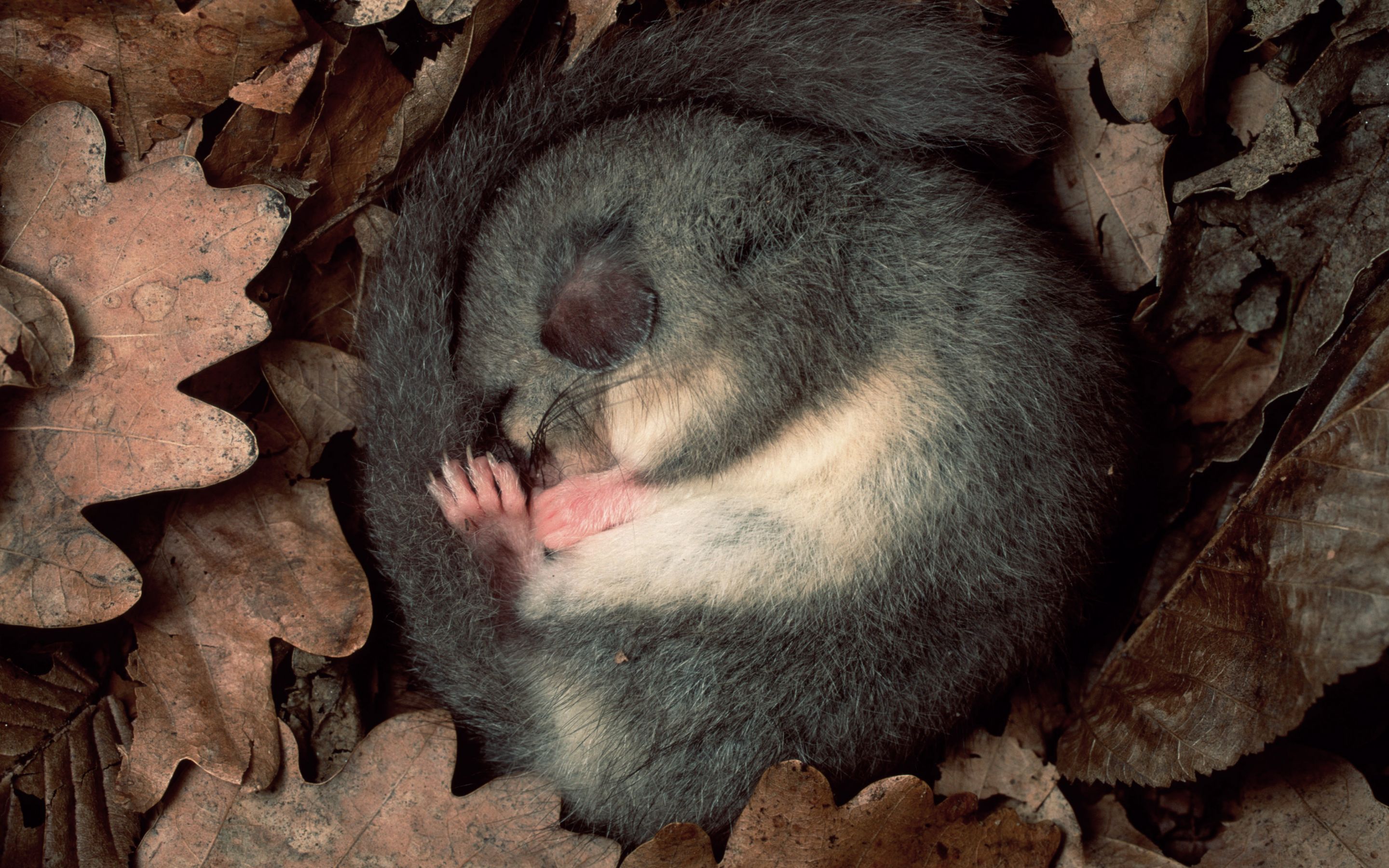 Steckbrief Siebenschl fer Deutsche Wildtier Stiftung steckbrief-siebenschl-fer-deutsche-wildtier-stiftung