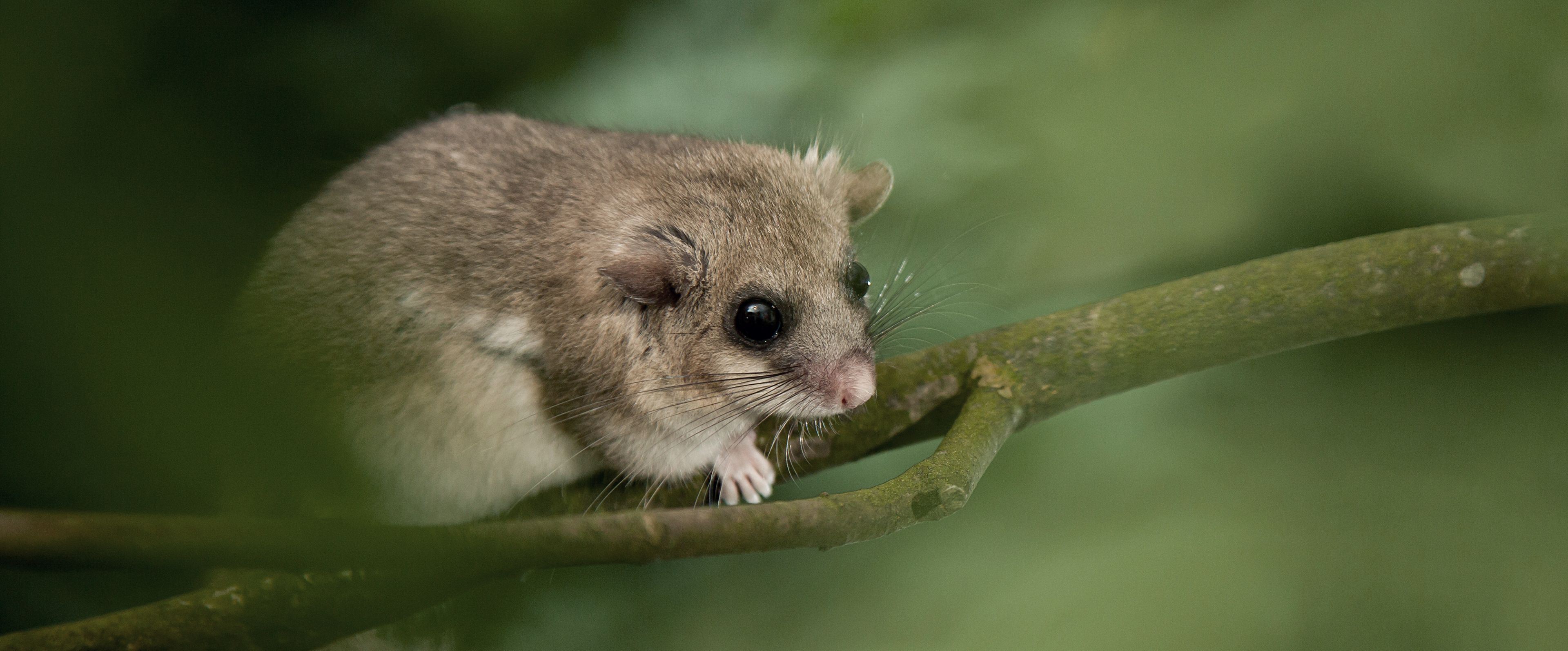 steckbrief-siebenschl-fer-deutsche-wildtier-stiftung