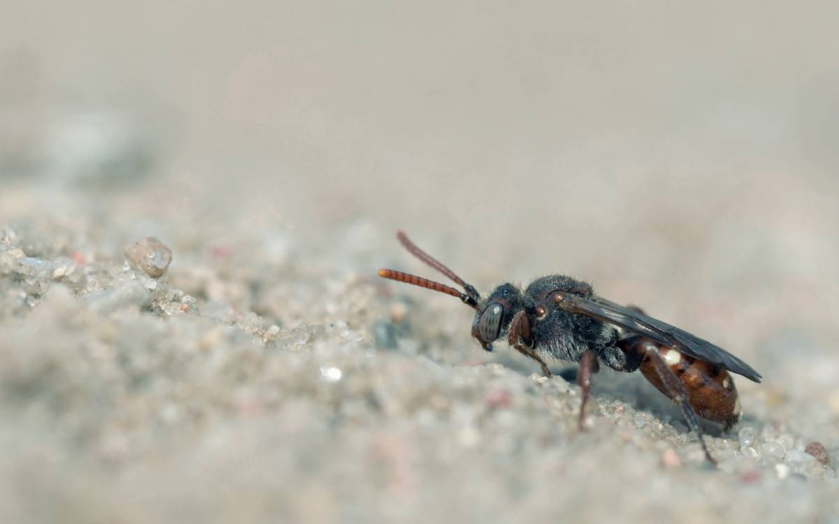 Wildbiene auf Sandboden