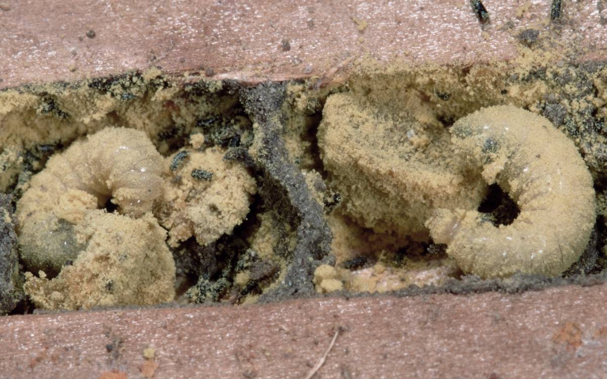 Wildbienenlarven in einer Niströhre