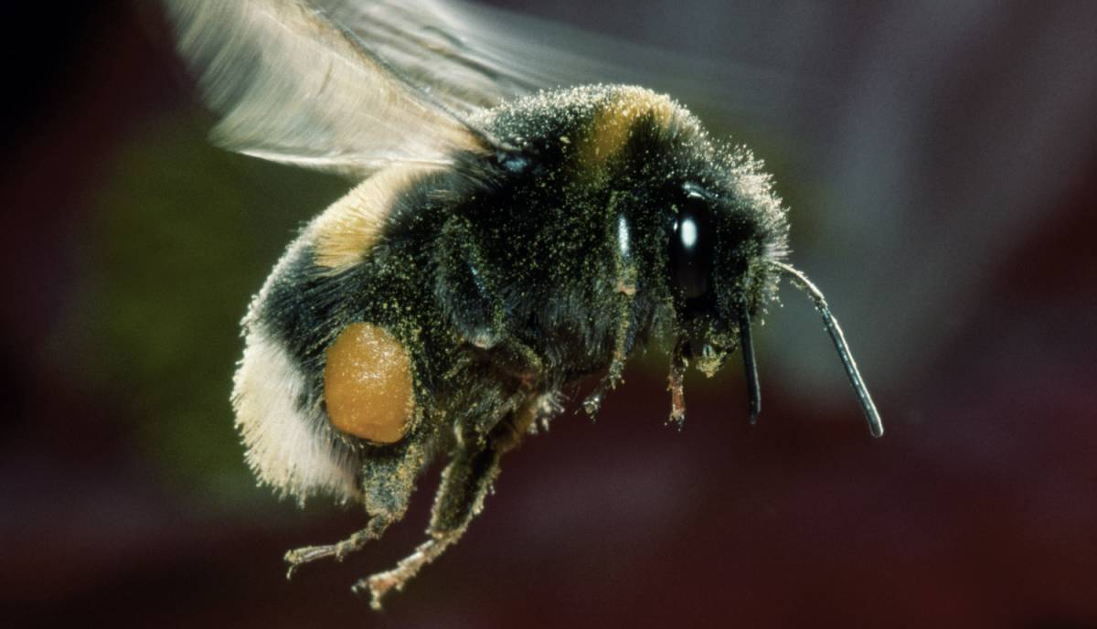 Wildbiene mit Nektar und Pollen
