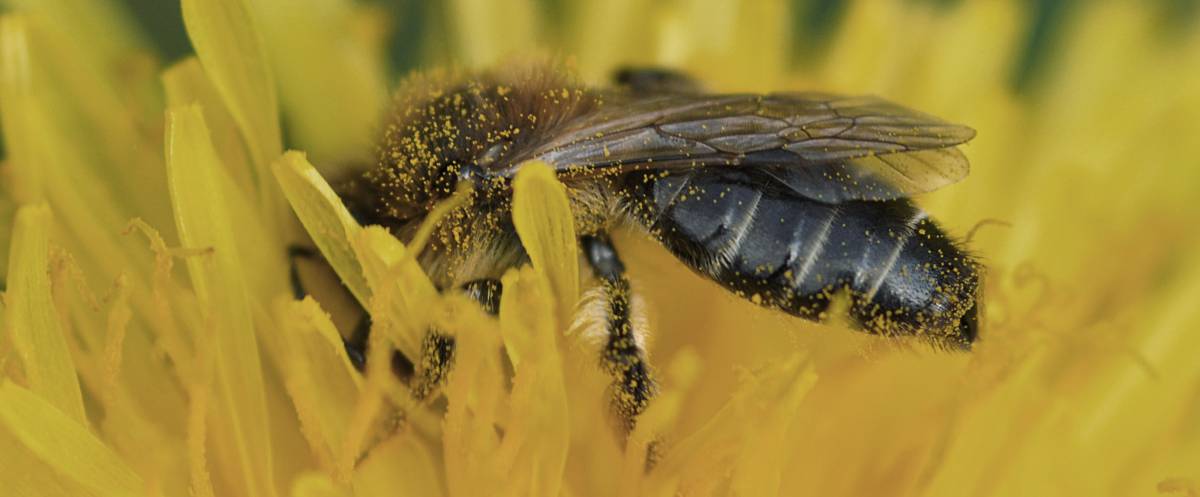 Wildbiene auf Blüte mit Pollen am Körper