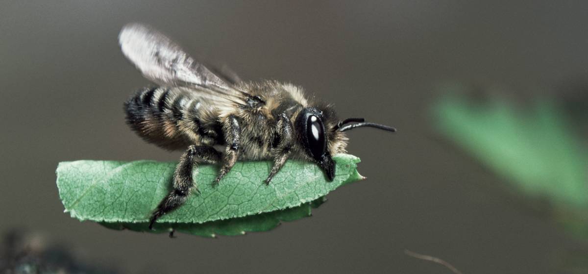Eine Wildbiene trägt ein Blatt im Flug.