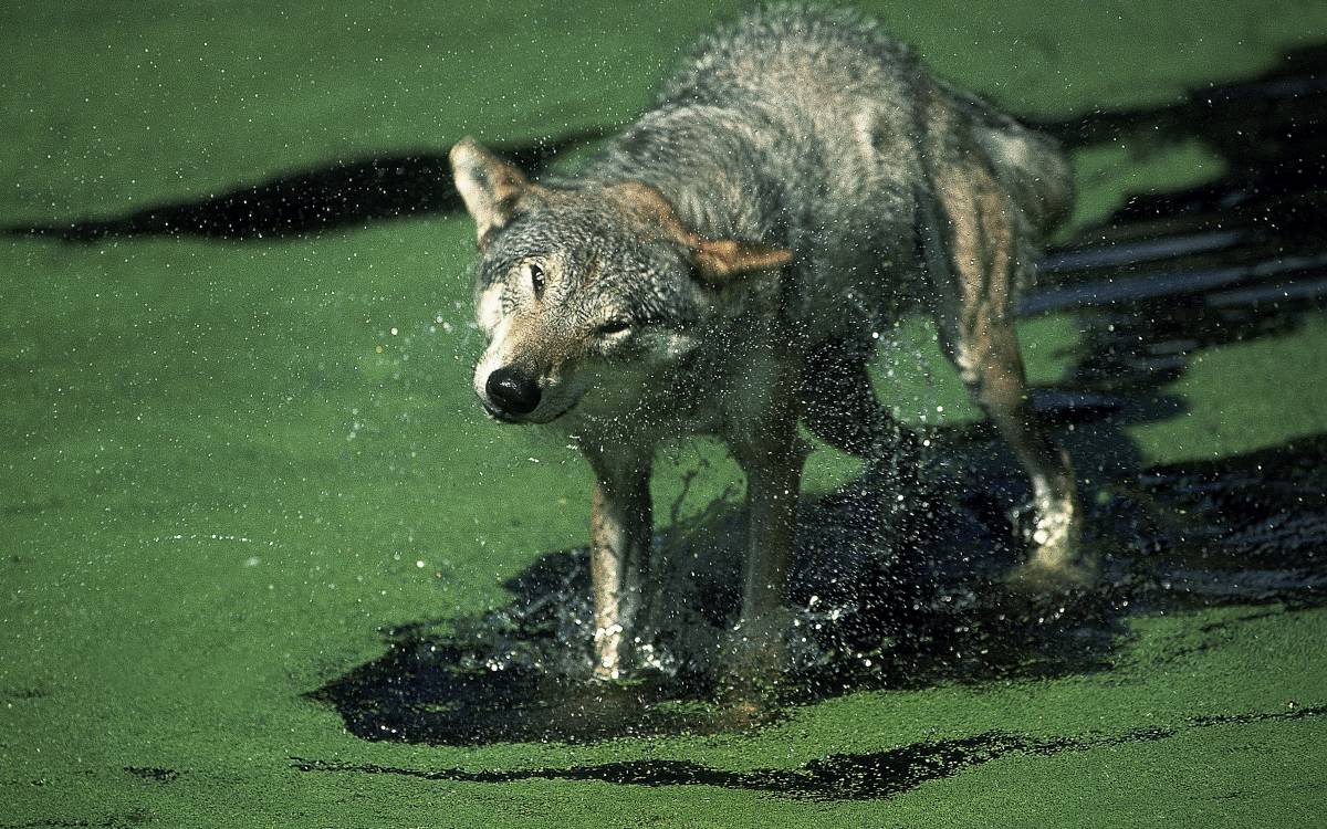 Wolfsrudel besetzen Reviere, die zwischen 100 und 300 Quadratkilometern groß sein können.