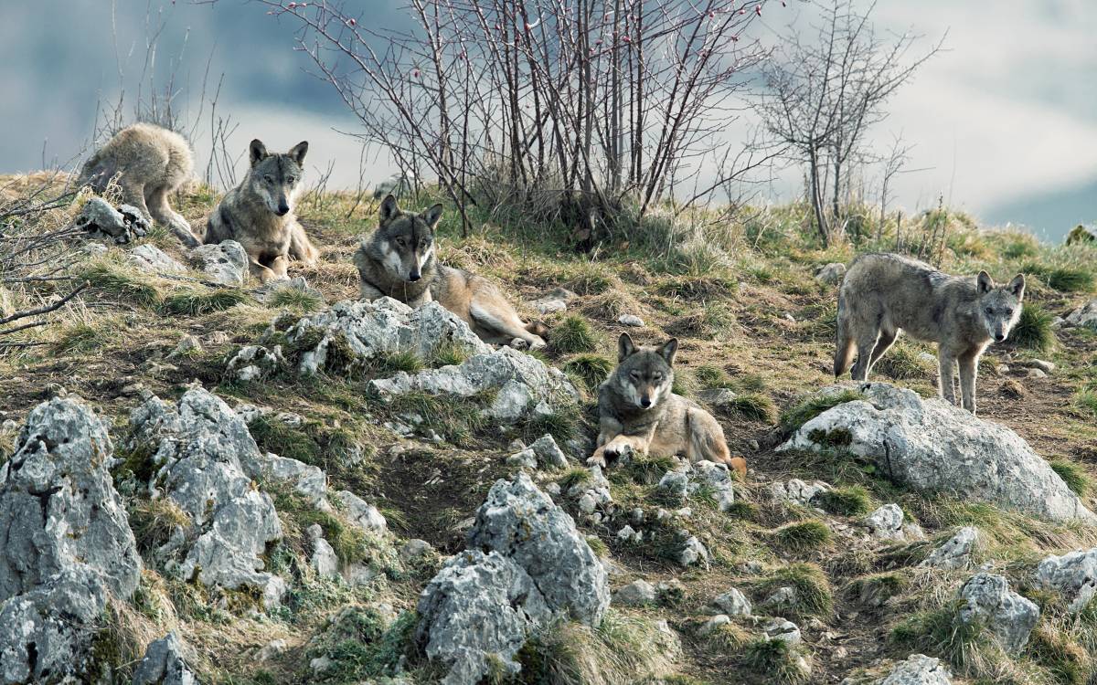 Wölfe leben im Rudel. Jungtiere verlassen das Rudel meist mit 1 bis 2 Jahren, um ein eigenes Rudel zu gründen.
